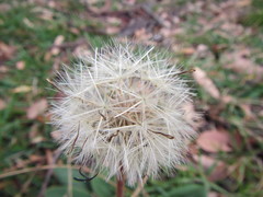 Gerbera piloselloides