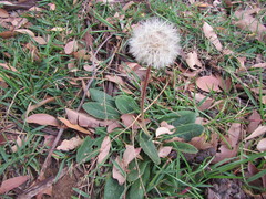 Gerbera piloselloides
