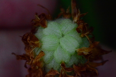 Trifolium physodes