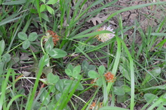 Trifolium physodes