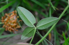 Trifolium physodes