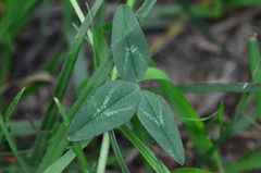 Trifolium physodes