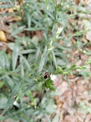 Hypselonotus argutus