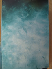 Plectropomus pessuliferus