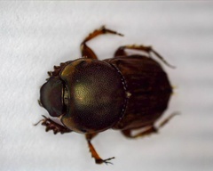 Euoniticellus fulvus