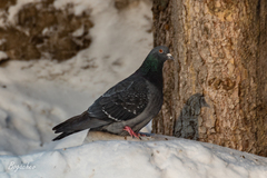 Columba livia