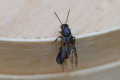 Quedius cinctus