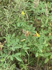 Crotalaria damarensis