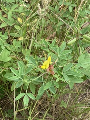 Crotalaria damarensis