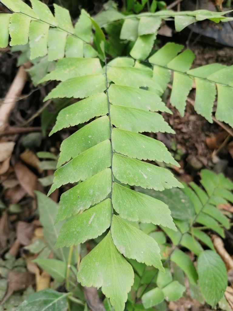 Adiantum caryotideum