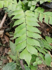 Adiantum caryotideum