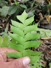 Adiantum caryotideum