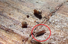 Trichoniscus pusillus