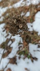 Allium decipiens quercetorum