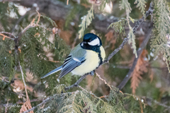 Parus major