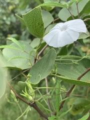 Ipomoea magnusiana