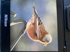 Leucosticte tephrocotis littoralis