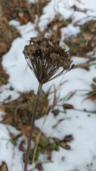 Allium decipiens quercetorum