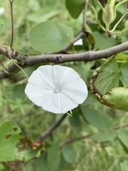 Ipomoea magnusiana