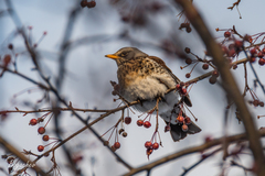 Turdus pilaris