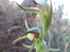 Lyperanthus serratus