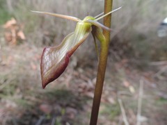 Cryptostylis ovata