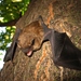 Big Brown Bat - Photo (c) Joe Bartok, some rights reserved (CC BY-NC), uploaded by Joe Bartok