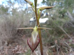 Cryptostylis ovata