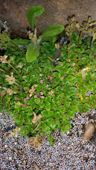 Veronica hookeriana