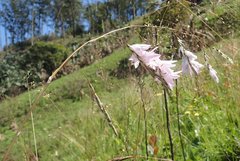 Dierama argyreum