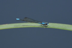 Acanthagrion lancea
