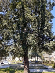 Sequoia sempervirens