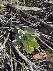 Dudleya arizonica