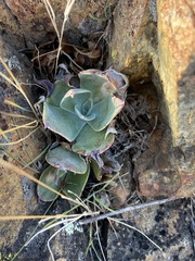 Dudleya arizonica