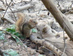 Funisciurus substriatus