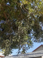 Sequoia sempervirens