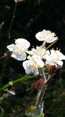 Xanthosia rotundifolia