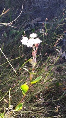 Xanthosia rotundifolia