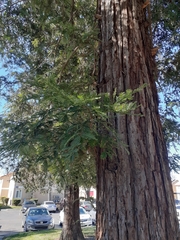Sequoia sempervirens
