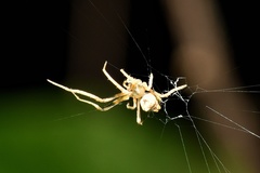 Cyphalonotus larvatus