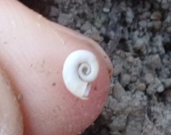 Planorbarius corneus