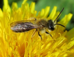 Andrena ruficrus