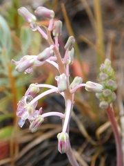 Ledebouria ovalifolia