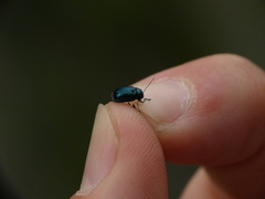 Cryptocephalus violaceus