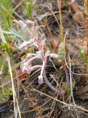 Ledebouria ovalifolia