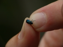 Cryptocephalus violaceus