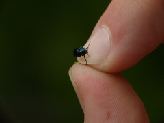 Cryptocephalus violaceus