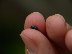 Cryptocephalus violaceus