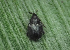 Ceutorhynchus contractus