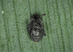 Ceutorhynchus contractus